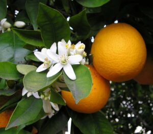 OrangeBloss_wb  Ellen Levy Finch Wikipedia